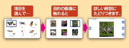 文「デジタル昆虫図鑑」の画像目次より「蝶」を選択 項目を選んで目的の画像に触れると詳しい解説にたどりつきます。